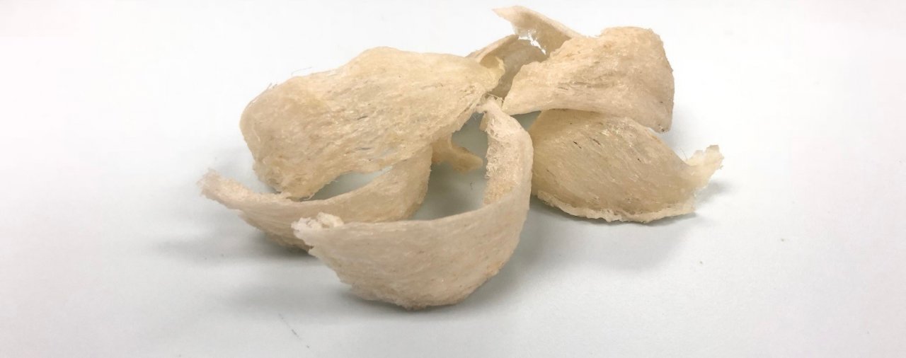 Ecology of Swiftlets for Commercial Edible Bird’s Nests